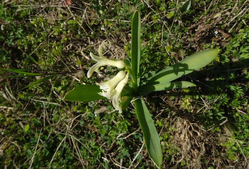 Hyacinthus sp.